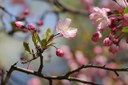 picture of pink cherry blossoms