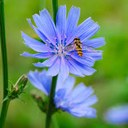 picture of chicory