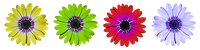 flower-ga098f7f9c_640.png