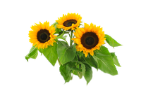 sunflower-2761788_640.png