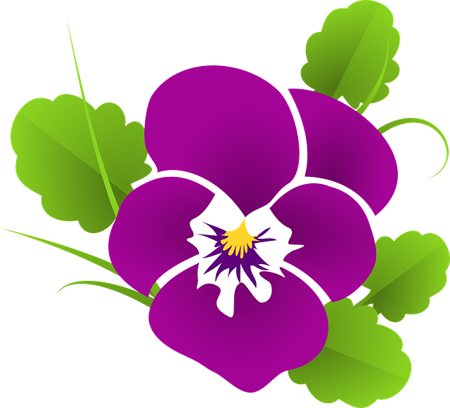 pansy-427139_640.png