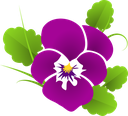 pansy-427139_640.png