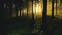 pexels-forest-1867975.jpg