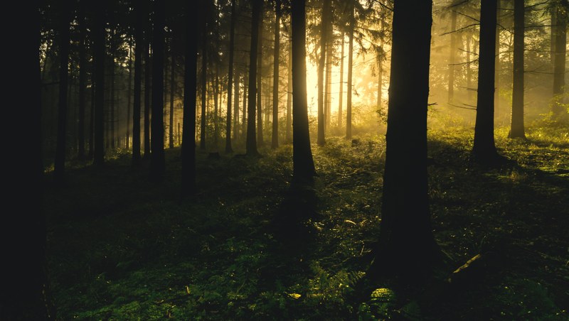 pexels-forest-1867975.jpg